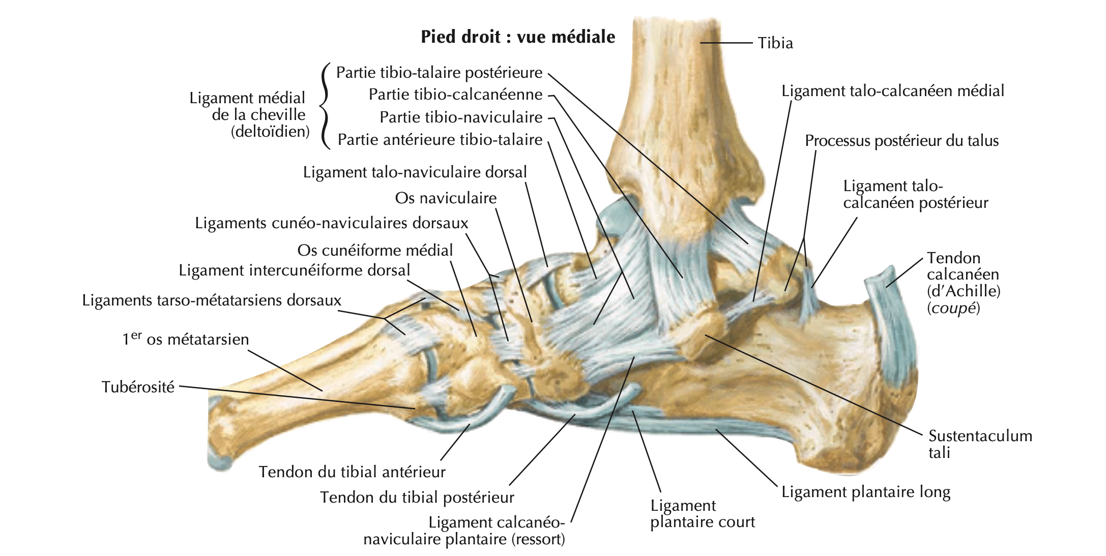 Pied droit — vue médiale, ligaments et articulations