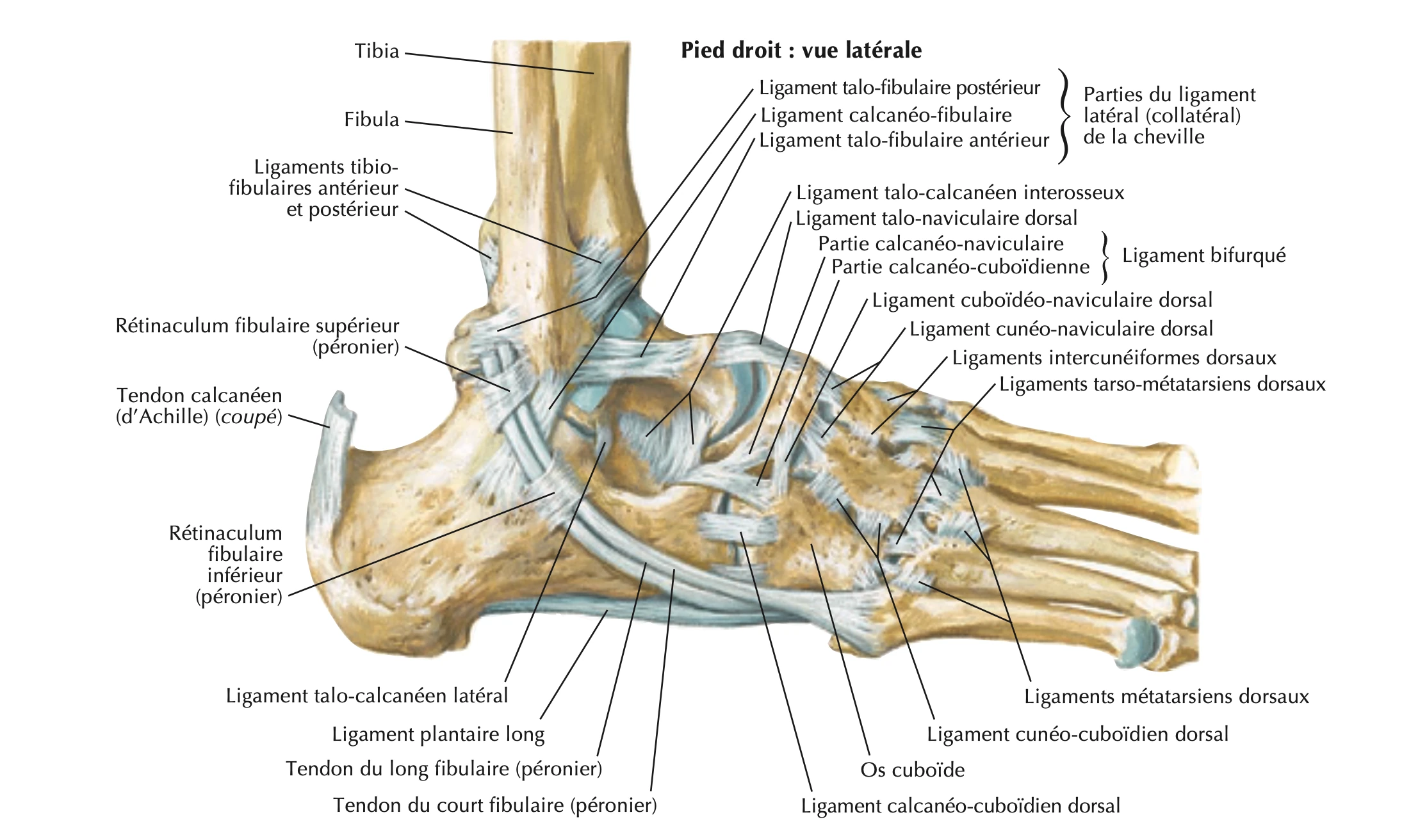 Pied droit : vue latérale, ligament latéral externe