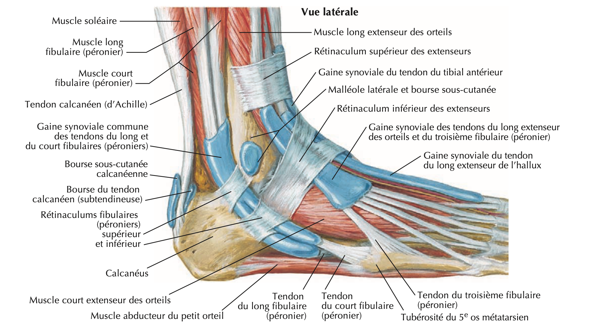 Cheville — vue latérale, tendons et péroniers