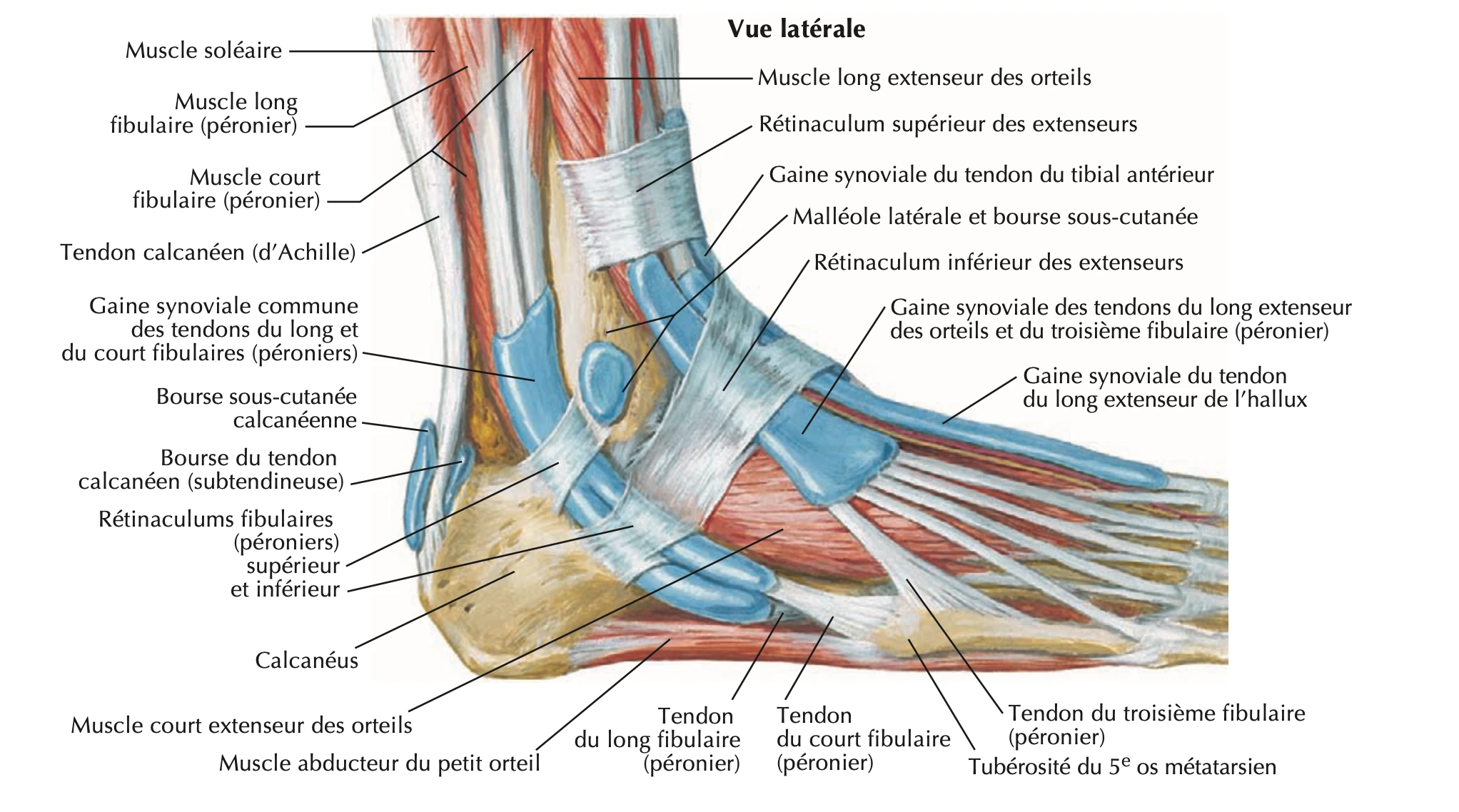 Cheville : vue latérale, tendons et péroniers
