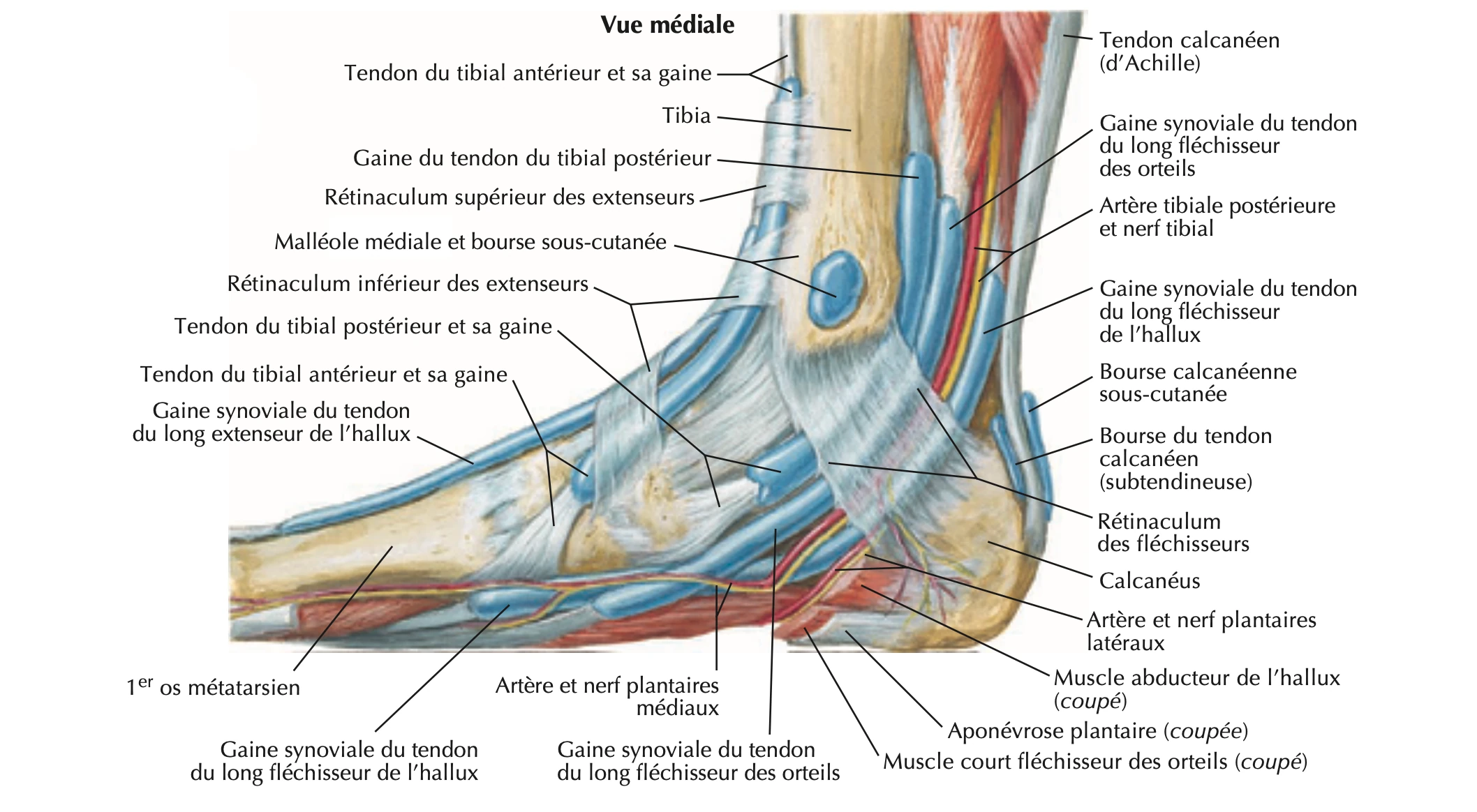 Cheville : vue médiale, tendons et muscles