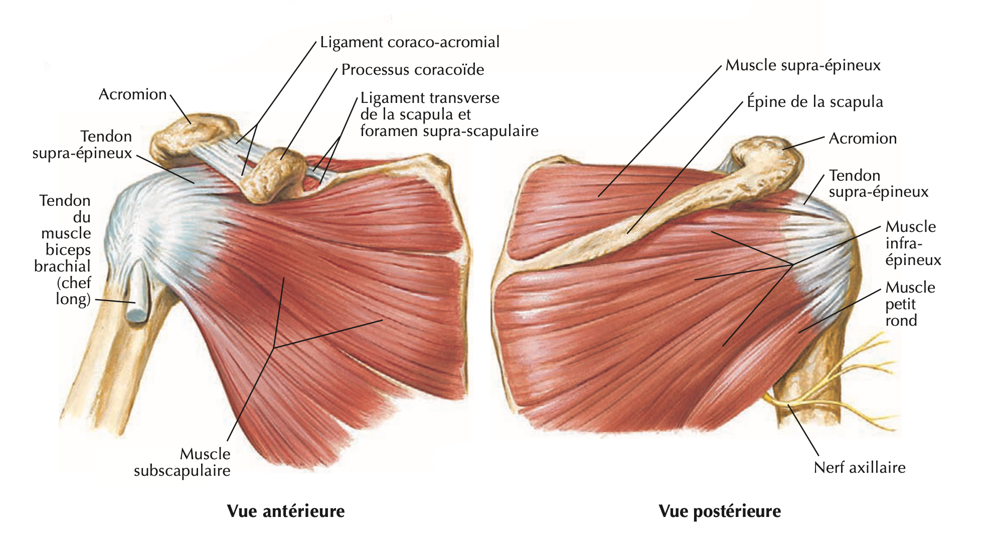 Épaule — vues antérieure et postérieure, muscles de la coiffe