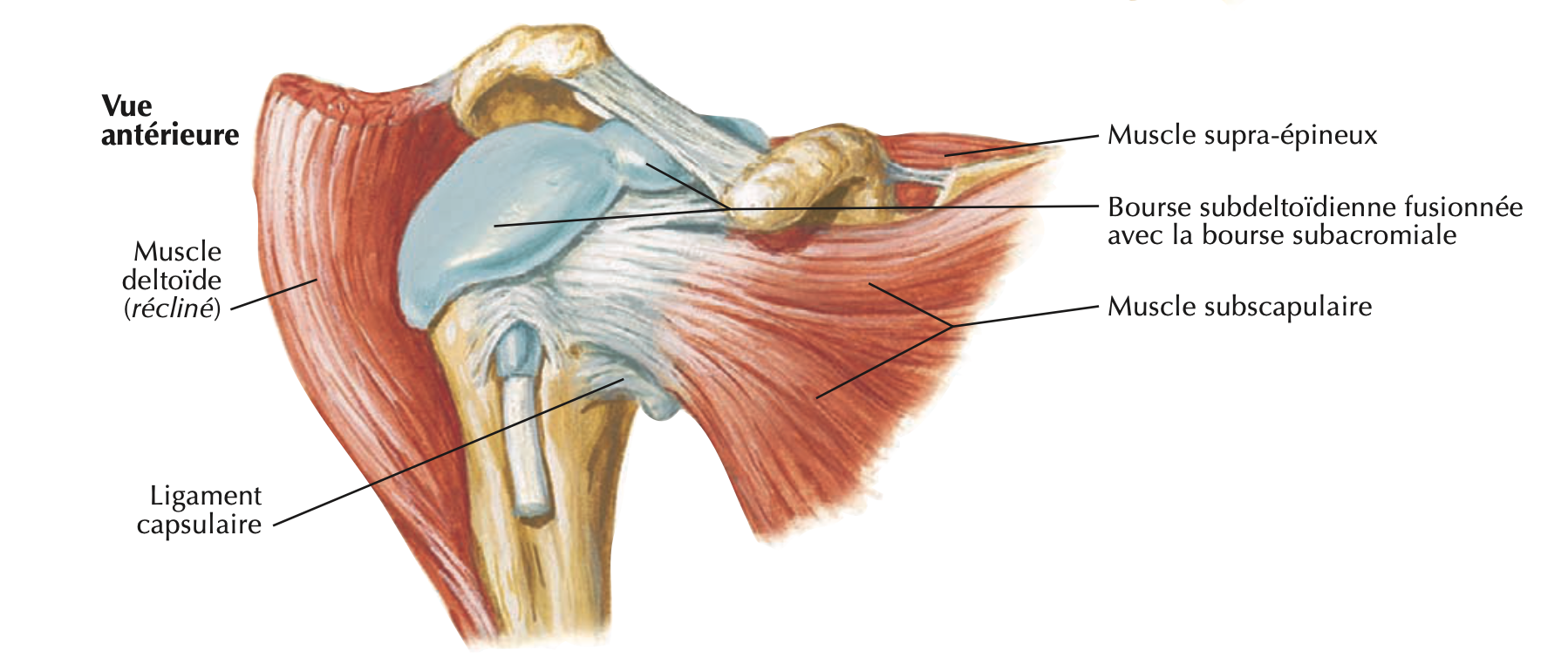 Épaule — vue antérieure, bourse subacromiale et deltoïde