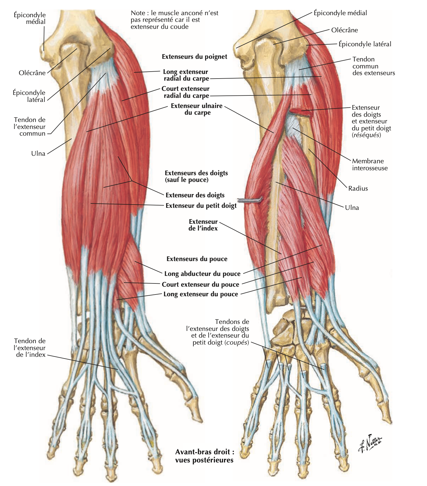 Avant-bras droit — vues postérieures, extenseurs du poignet