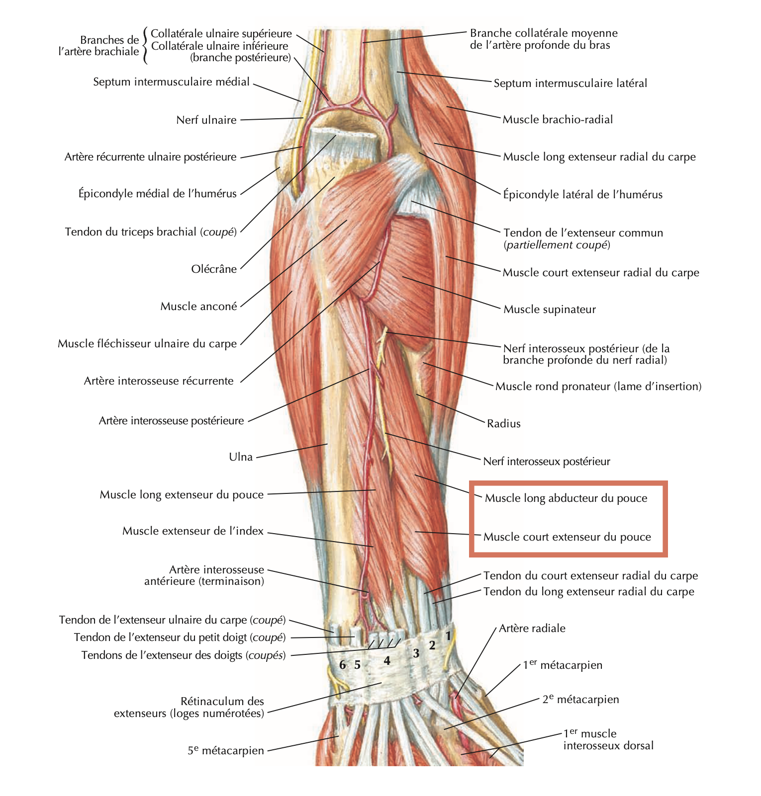 Avant-bras — long abducteur et court extenseur du pouce